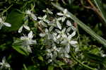 Leatherleaf clematis